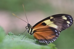 Heliconius