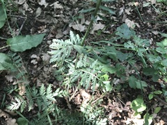 Tanacetum corymbosum