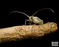Rosenbergia megalocephala