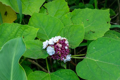 Clerodendrum chinense