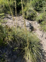 Xerophyllum tenax