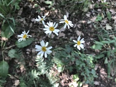 Tanacetum corymbosum