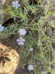 Phlox austromontana