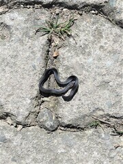 Atractus lasallei