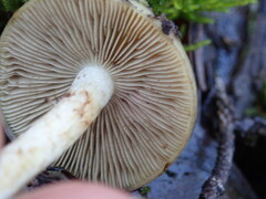 Pholiota velaglutinosa