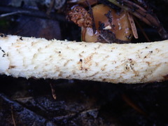 Pholiota velaglutinosa
