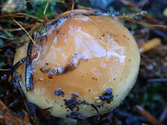 Pholiota velaglutinosa