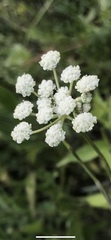 Seseli hippomarathrum
