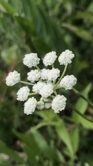 Seseli hippomarathrum