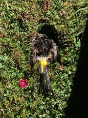 Ptiliogonys cinereus