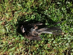 Ptiliogonys cinereus