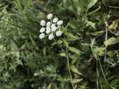 Seseli hippomarathrum