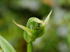 Pterostylis montana