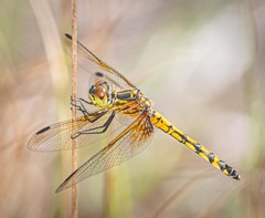 Austrothemis nigrescens