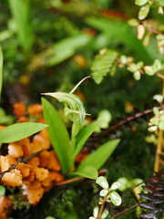 Pterostylis montana