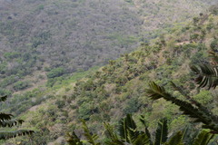 Encephalartos transvenosus