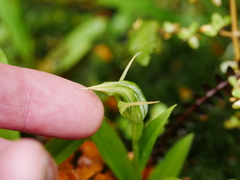 Pterostylis montana