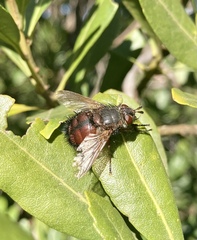 Tachina canariensis
