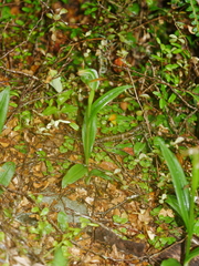 Pterostylis montana