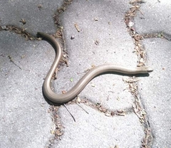 Anguis fragilis