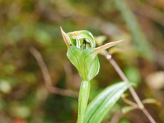 Pterostylis montana