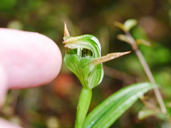Pterostylis montana