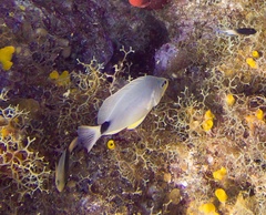 Hypoplectrus unicolor