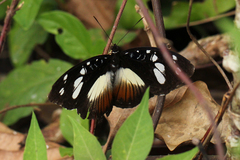 Aterica galene