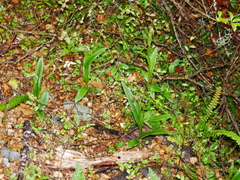 Pterostylis montana