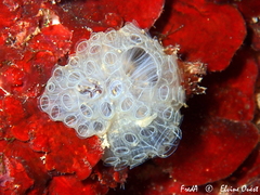 Botrylloides crystallinus