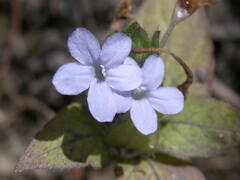 Ruellia puri