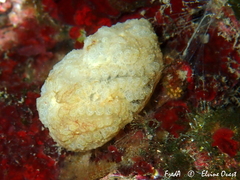 Botrylloides crystallinus