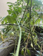 Solanum lycopersicum