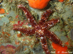 Coscinasterias tenuispina