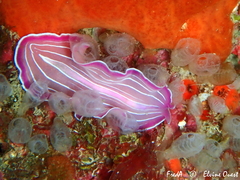 Prostheceraeus roseus