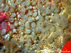 Pycnoclavella atlantica