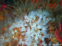 Pycnoclavella communis