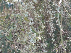 Smilax campestris