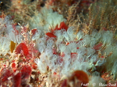 Pycnoclavella communis