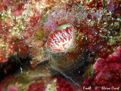 Thylacodes arenarius