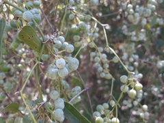 Smilax campestris