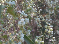 Smilax campestris