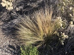 Nassella tenuissima