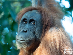 Pongo abelii