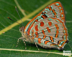 Hypochrysops pythias