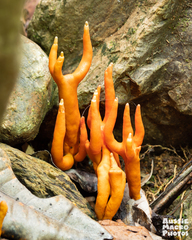 Trichoderma cornu-damae