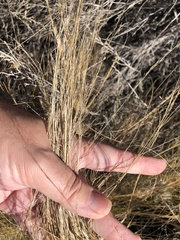 Nassella tenuissima