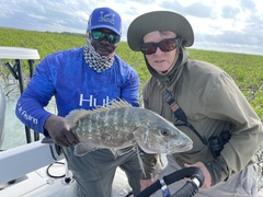 Lutjanus cyanopterus