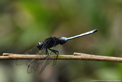 Orthetrum microstigma
