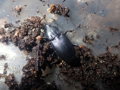 Pterostichus melanarius